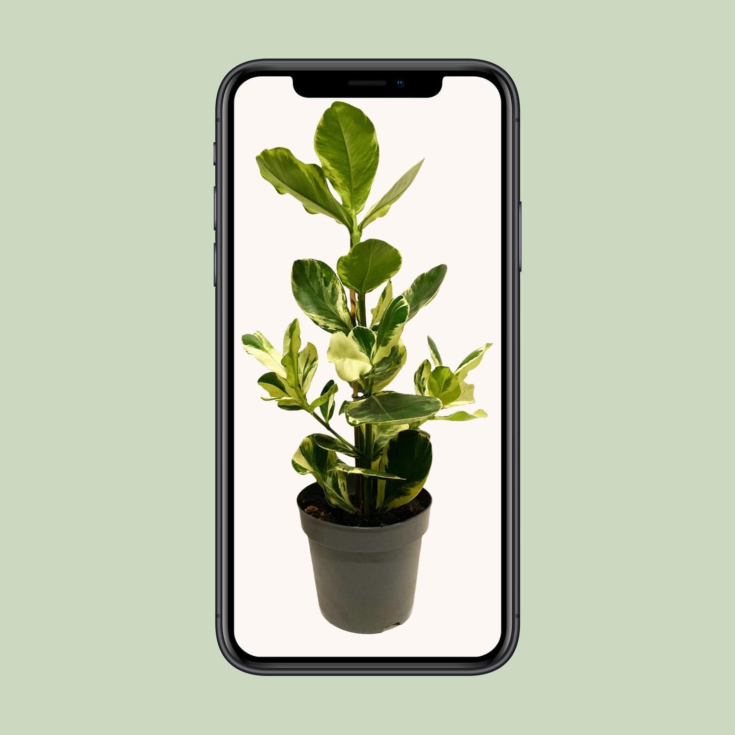 Clusia Rosea White Star - Ø17cm - ↕60cm