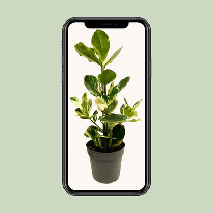 Clusia Rosea White Star - Ø17cm - ↕60cm
