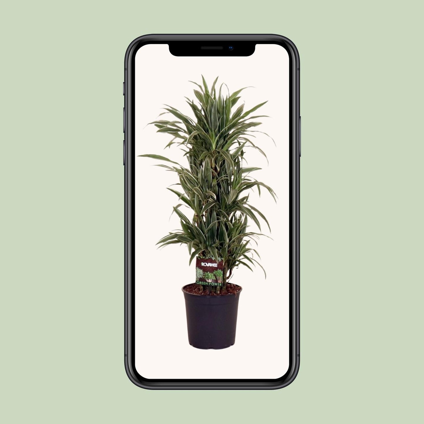 Dracaena Frag. Warneckei - Ø27cm - ↕110cm