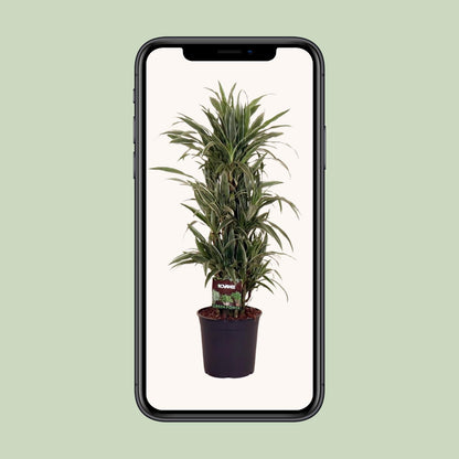 Dracaena Frag. Warneckei - Ø27cm - ↕110cm