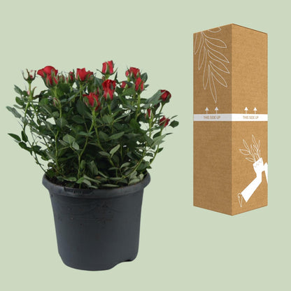 Rosa Jewel Patio Hot - Ø17cm - ↕30cm