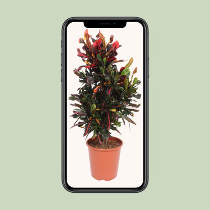 Codiaeum Variegatum Mammi - Ø27cm - ↕100cm