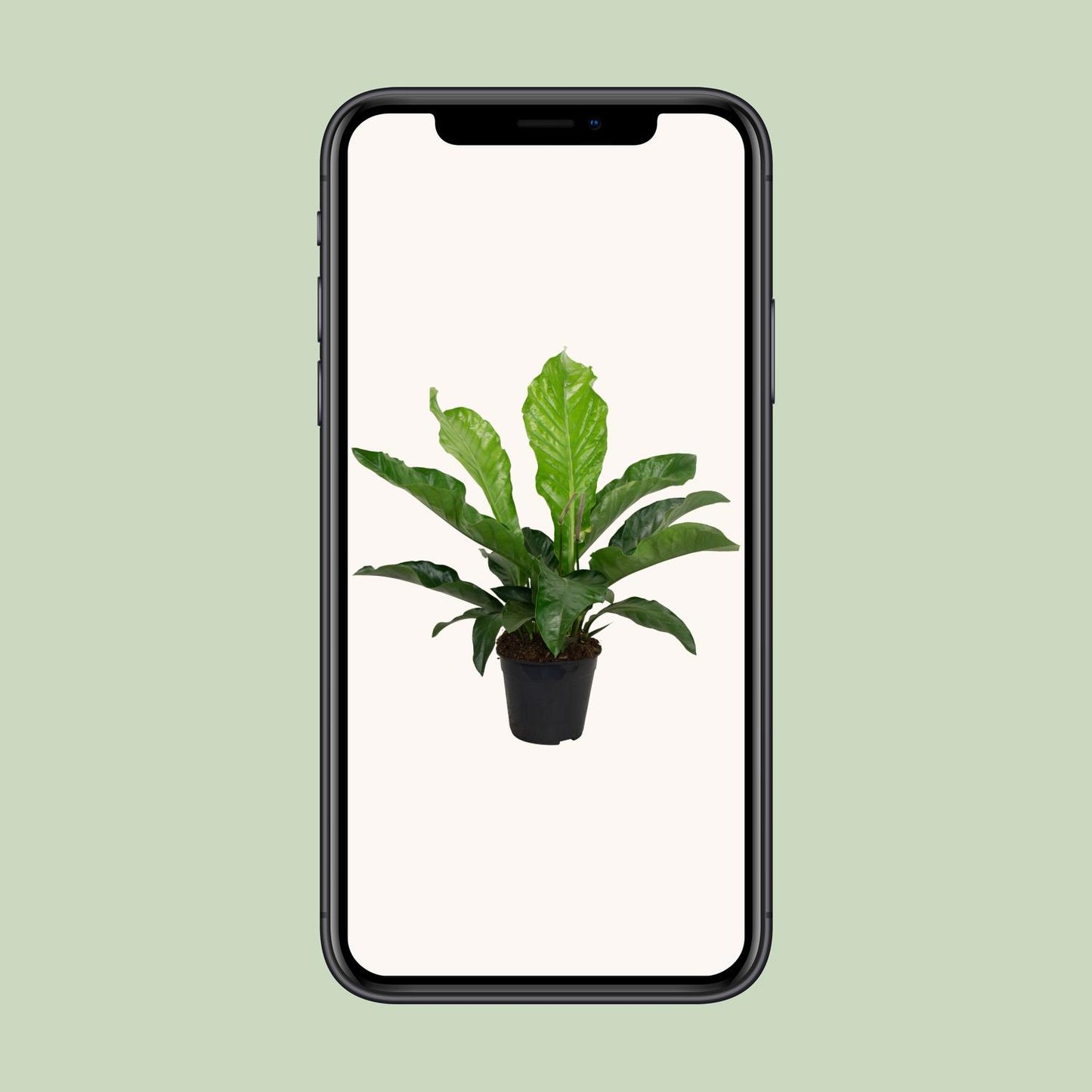 Anthurium KARMA Botanical - Ø30cm - ↕90cm