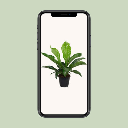 Anthurium KARMA Botanical - Ø30cm - ↕90cm