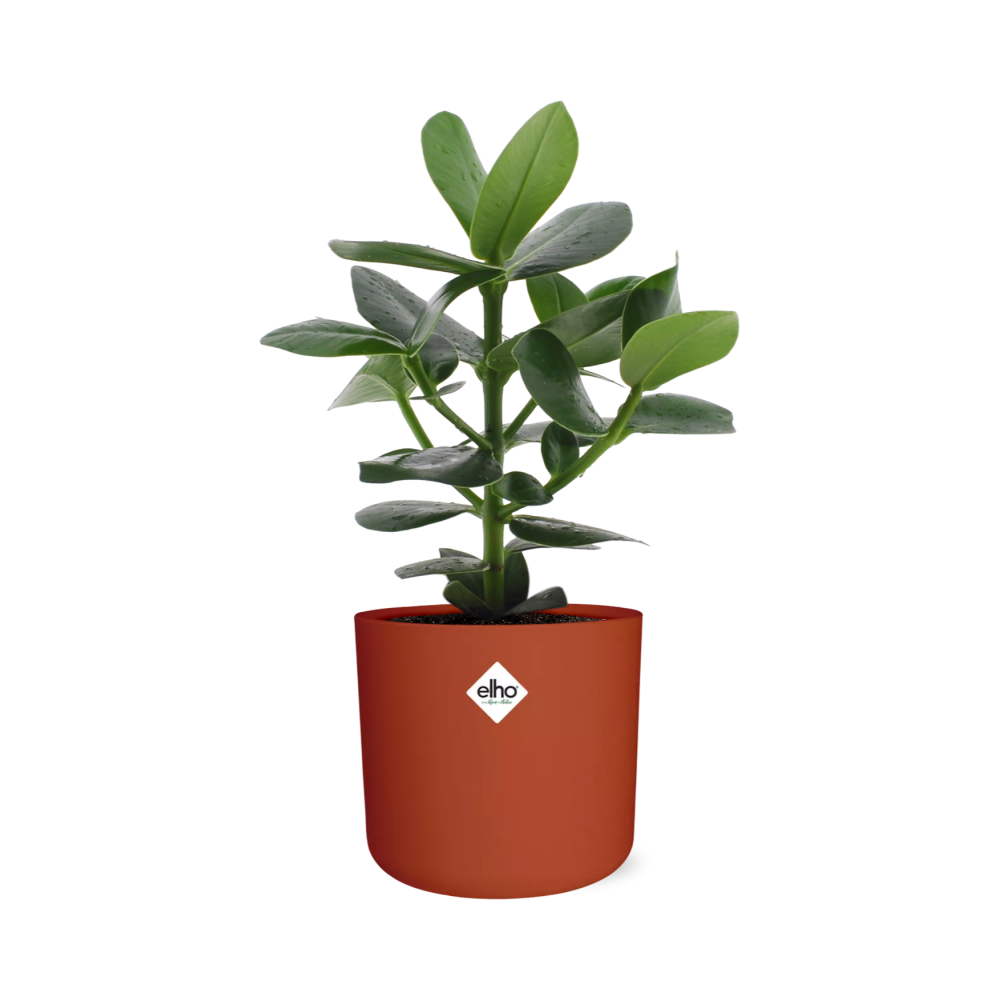 Clusia Princess in ELHO b.for soft rond 14cm brique