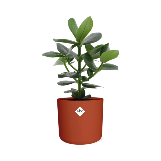 Clusia Princess in ELHO b.for soft rond 14cm brique
